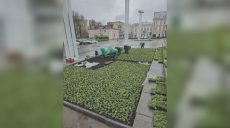 В Харькове — все больше цветов: где высадили тысячи виол (фото)