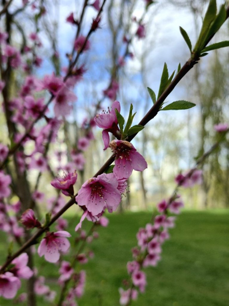 персики цветут в Харькове