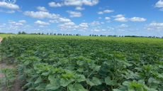 Вместо пастбища – поле с подсолнечником: судятся за земли на Харьковщине