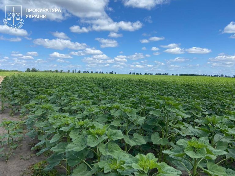Замість пасовища – поле з соняшником: судяться за землі на Харківщині