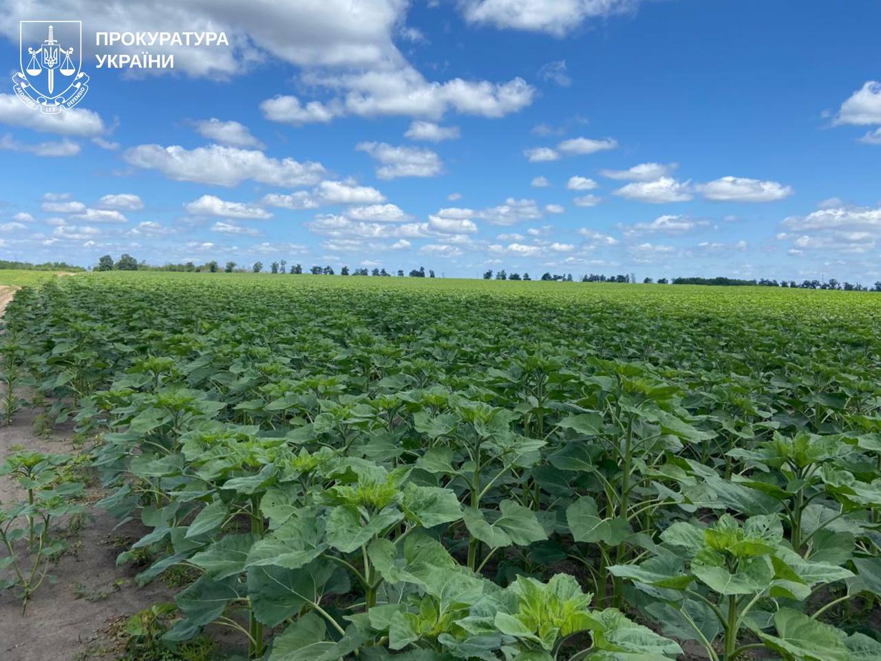 Вместо пастбища – поле с подсолнечником: судятся за земли на Харьковщине