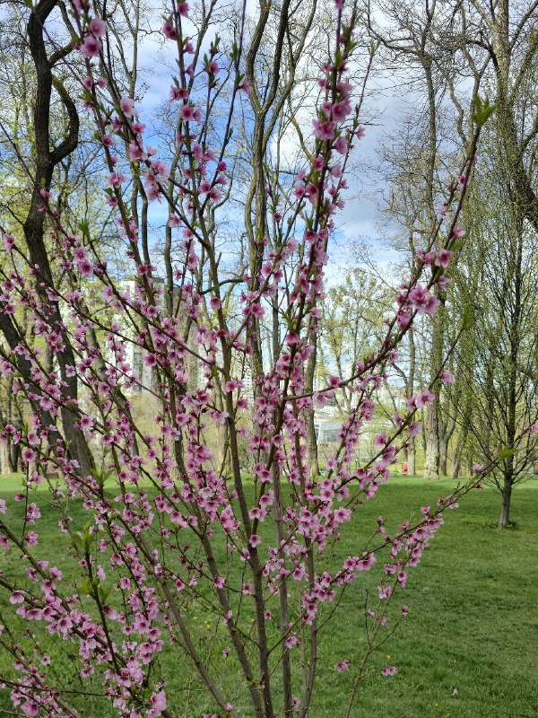персики цветут в Харькове