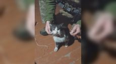 Летели не один км: животных на Харьковщине спасли с помощью БпЛА (видео)