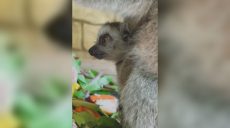 В экопарке под Харьковом – пополнение: кто родился (видео)