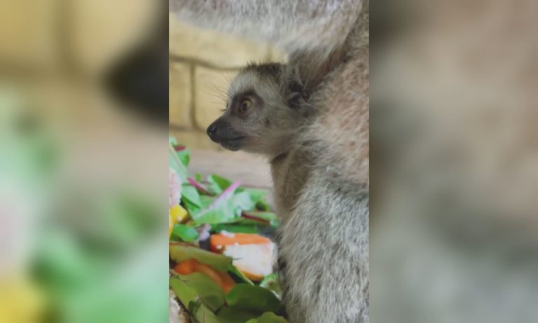 В экопарке под Харьковом – пополнение: кто родился (видео)