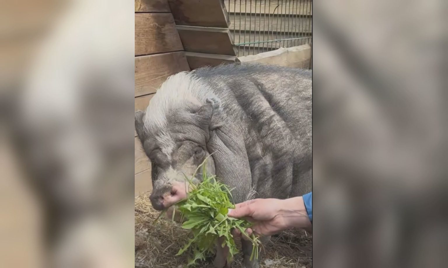 «Настоящий биг босс» появился в экопарке под Харьковом: кто приехал из Днепра