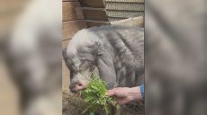 «Настоящий биг босс» появился в экопарке под Харьковом: кто приехал из Днепра