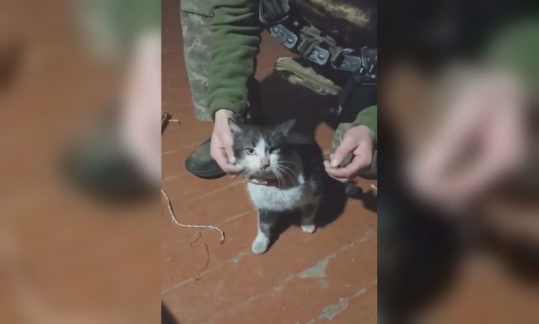 Летели не один км: животных на Харьковщине спасли с помощью БпЛА (видео)