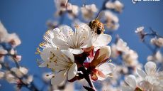 По Харкову били ракети й БпЛА, де вже гарна дорога – підсумки 25 квітня