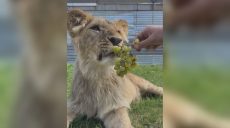 Львенка Леву посадили на весеннюю диету: как выглядит маленький хищник