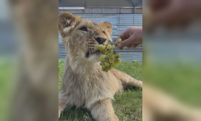 Львенка Леву посадили на весеннюю диету: как выглядит маленький хищник