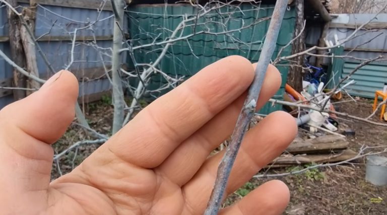 Харківський агроном відповів на популярне весняне запитання садівників (відео)