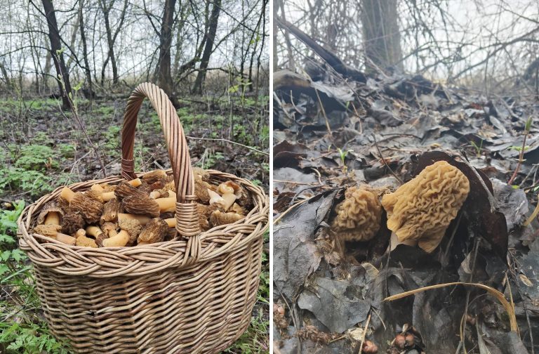 Холодно, но грибники на Харьковщине охотятся: что находят в лесах (фото)