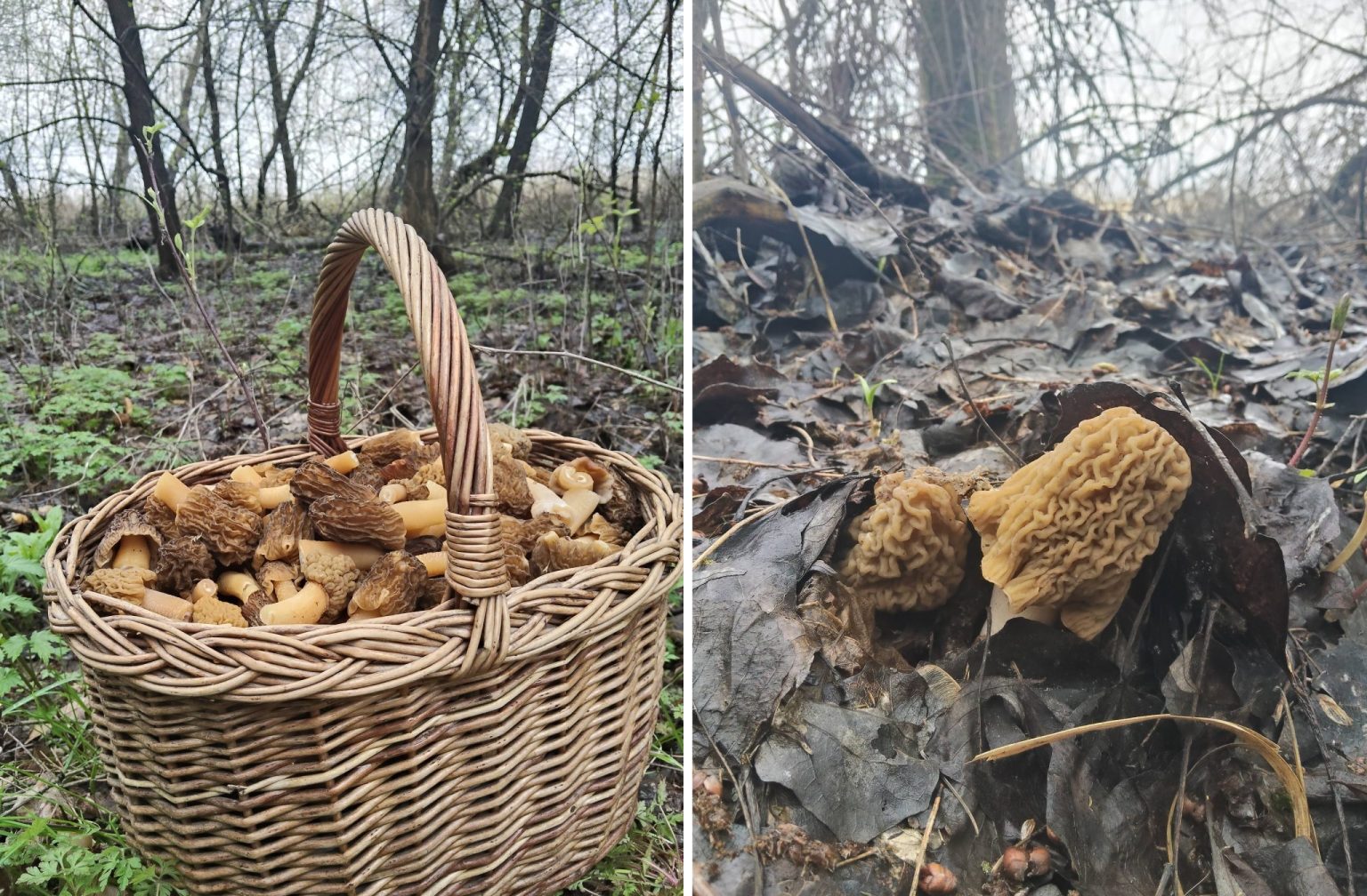 Холодно, но грибники на Харьковщине охотятся: что находят в лесах (фото)