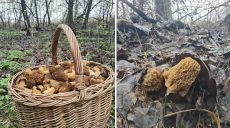 Холодно, но грибники на Харьковщине охотятся: что находят в лесах (фото)