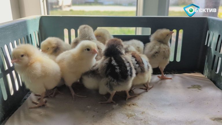 «Мы живем в хаосе»: чего ждать от цен на курятину, рассказал эксперт (видео)