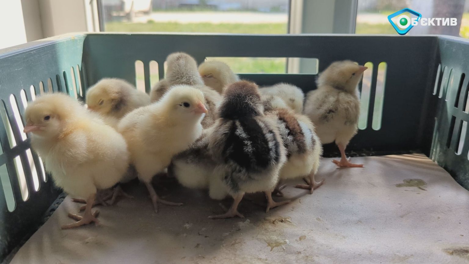 «Мы живем в хаосе»: чего ждать от цен на курятину, рассказал эксперт (видео)