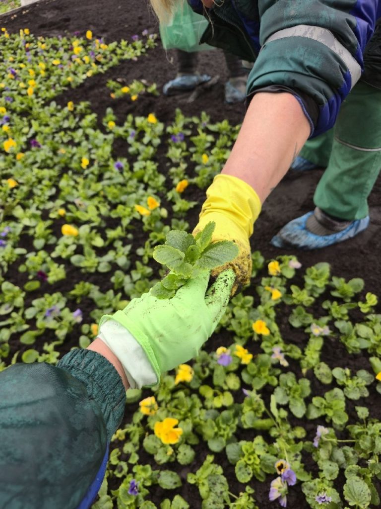 клумба в центре Харькова