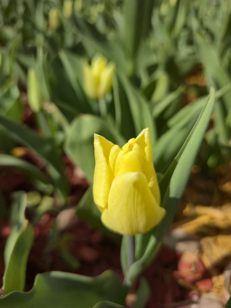 тюльпаны расцвели в Харькове