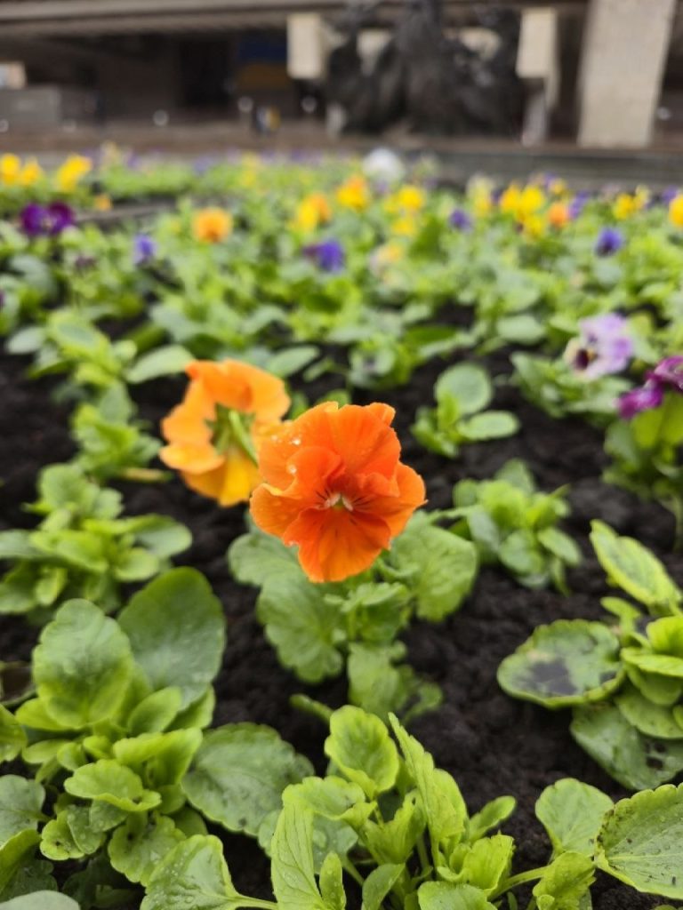 клумба в центре Харькова