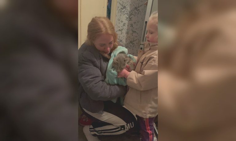 Четверо суток без еды и воды: кота сняли с дерева в Харькове (фото, видео)