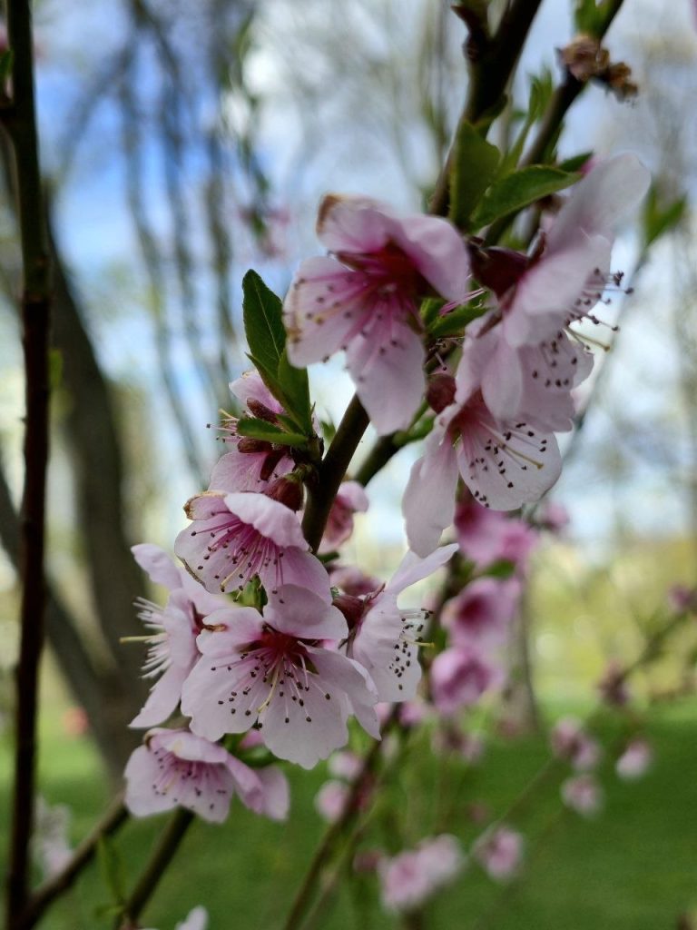персики цветут в Харькове