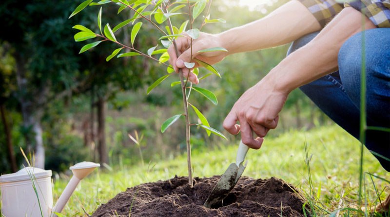 Цены на саженцы деревьев, кустарников и цветов в Харькове. Советы садоводам