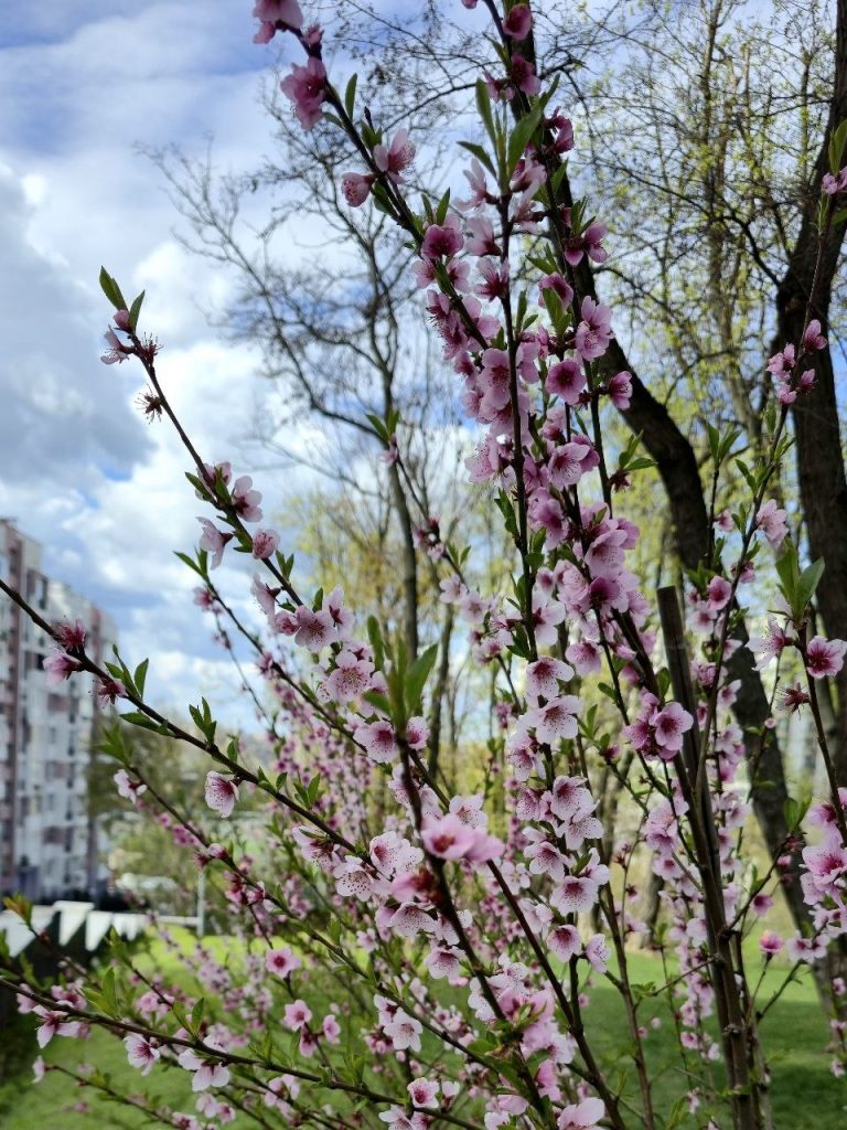 персики цветут в Харькове