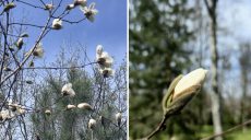 Магнолия расцветает в Харькове: где увидеть первые цветки (фото)