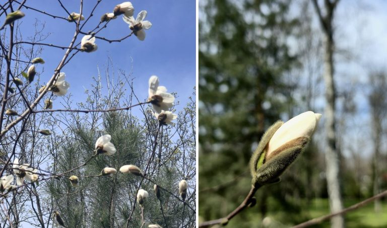 Магнолия расцветает в Харькове: где увидеть первые цветки (фото)