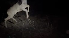 Дикого оленя спасли полицейские во фронтовом районе Харьковщины (видео)