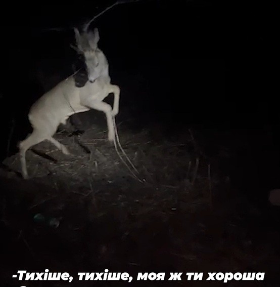 Дикого оленя спасли полицейские во фронтовом районе Харьковщины (видео)
