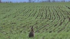 Абрикосы цветут, заморозки бьют: как аграрии Харьковщины борются за урожай