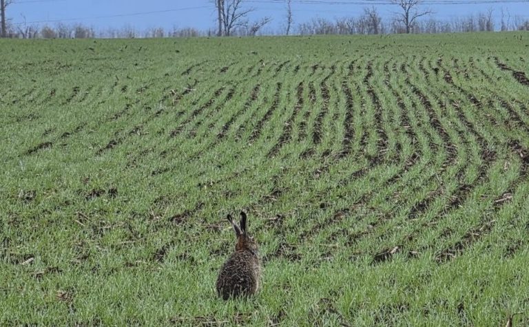 Абрикосы цветут, заморозки бьют: как аграрии Харьковщины борются за урожай