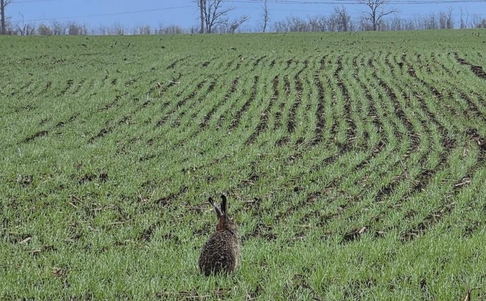 Абрикосы цветут, заморозки бьют: как аграрии Харьковщины борются за урожай