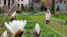 Сакуры, магнолии и тюльпаны: что цветет в ботсаду Харькова прямо сейчас 📹