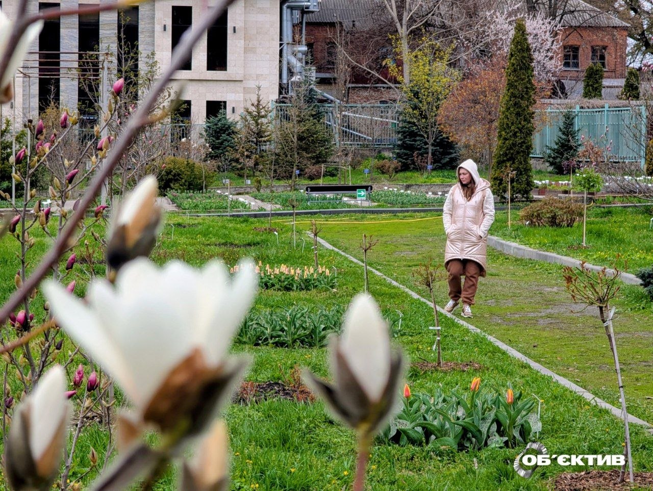 Сакури, магнолії та тюльпани: що квітне в ботсаду Харкова просто зараз (відео)