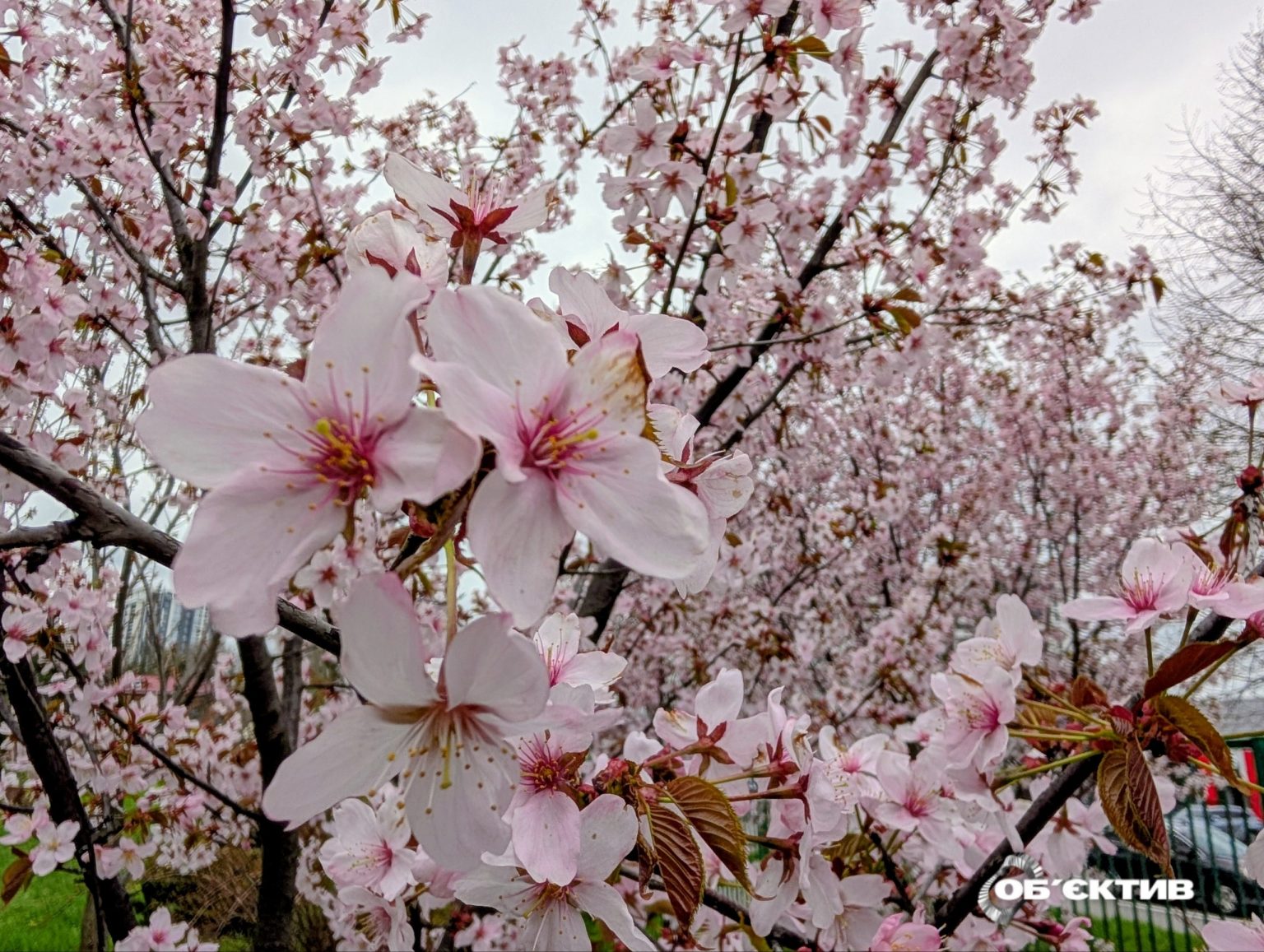 Днем +20. Прогноз погоды на 17 апреля в Харькове и области