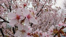 Днем +20. Прогноз погоды на 17 апреля в Харькове и области