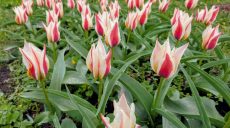 Новости Харькова — главное за 19 апреля: фронт, пострадавшие, пожары