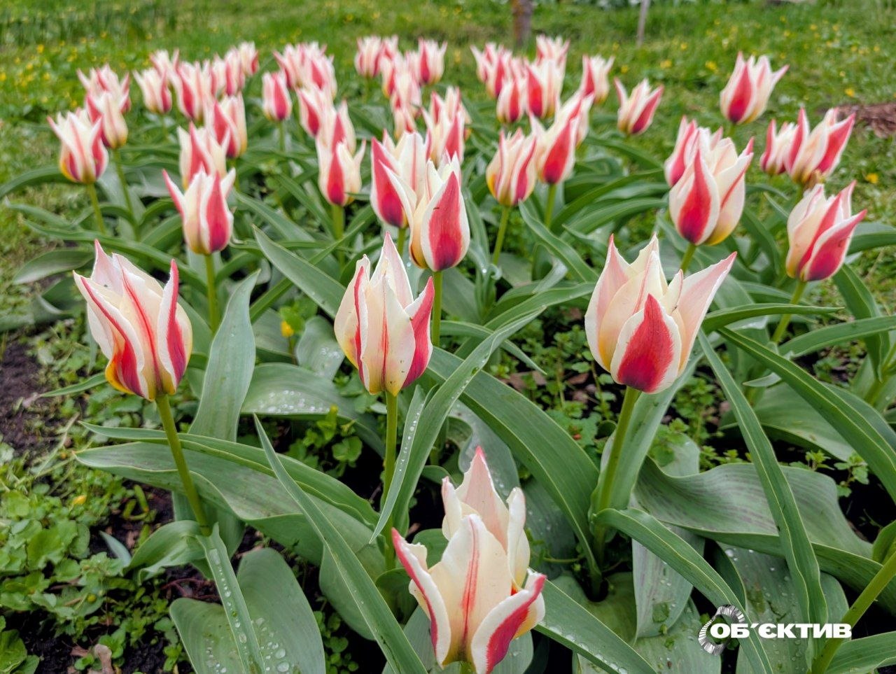 Новини Харкова – головне за 19 квітня: фронт, постраждалі, пожежі