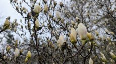 Дощ, туман, вдень +15. Прогноз погоди на 18 квітня у Харкові й області