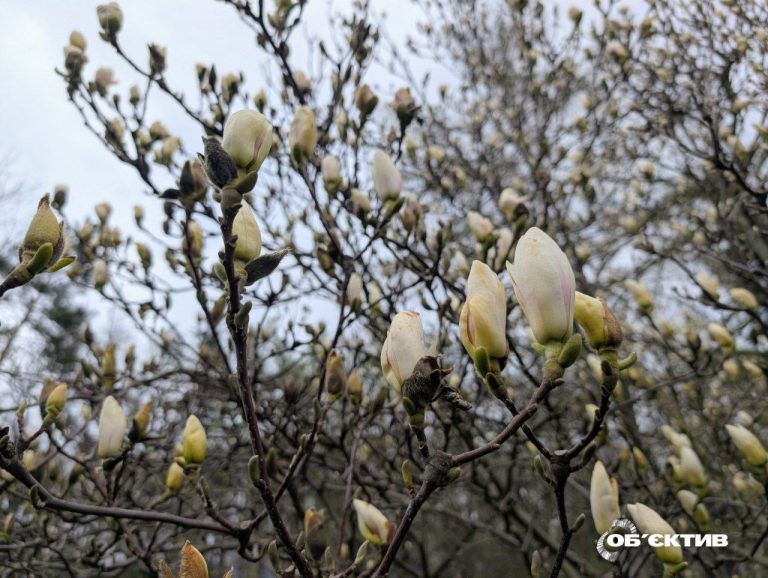Дождь, туман, днем ​​+15. Прогноз погоды на 18 апреля в Харькове и области