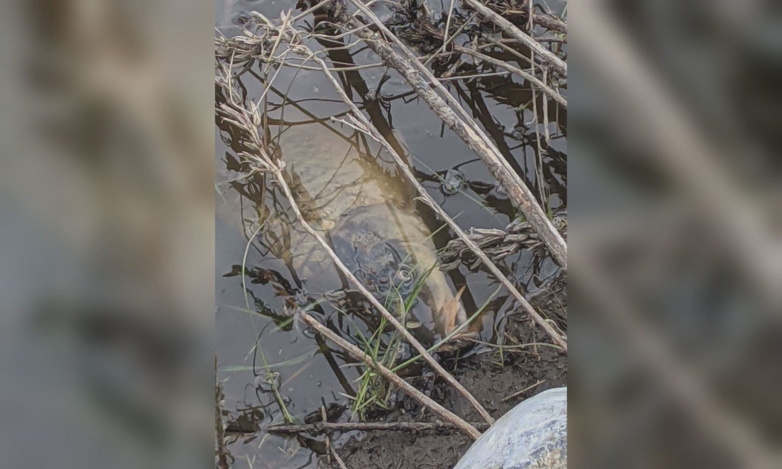 Река Уды побурела, гибнет рыба: отравленная вода течет в Северский Донец 📹