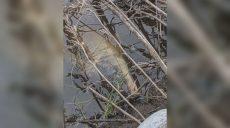 Река Уды побурела, гибнет рыба: отравленная вода течет в Северский Донец 📹