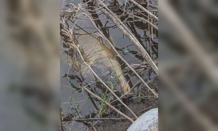 Річка Уди побуріла, гине риба: отруєну воду несе в Сіверський Донець (відео)