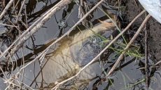 Річка Уди побуріла, гине риба: отруєну воду несе в Сіверський Донець (відео)