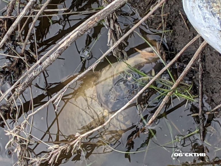 Река Уды побурела, гибнет рыба: отравленная вода течет в Северский Донец 📹
