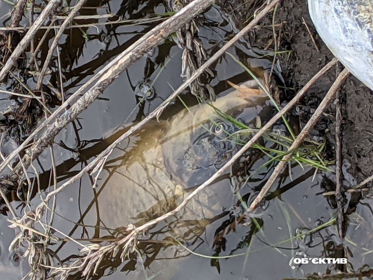 Река Уды побурела, гибнет рыба: отравленная вода течет в Северский Донец 📹