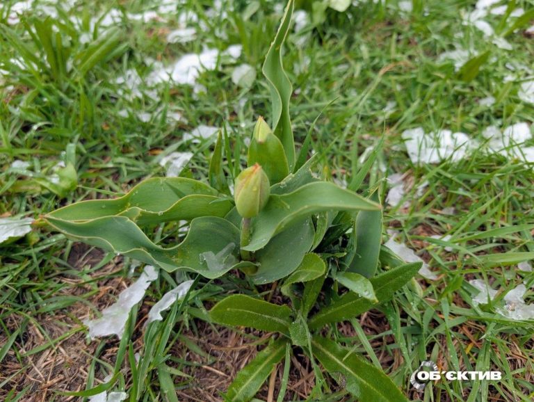В понедельник в Харькове и области опять будет опасная погода — прогноз